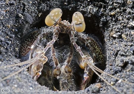 Mantis shrimp. Lembeh straits. D200, 60mm. by Derek Haslam 