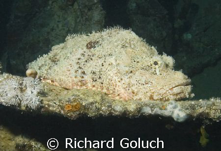 Scorpion fish inside the hold of Thisslegorm-Red Sea by Richard Goluch 