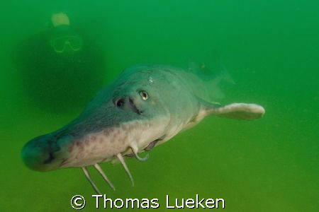 funny sturgeon, trying to eat my camera by Thomas Lueken 