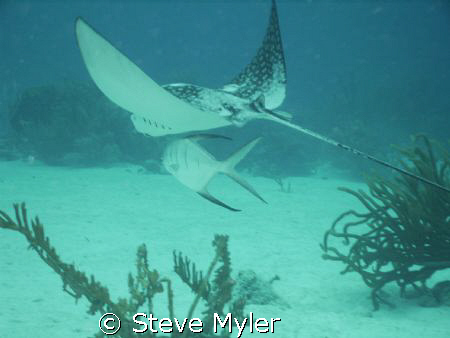 Bonaire  Dutch Antilles  -   Eagle Ray with a special fri... by Steve Myler 