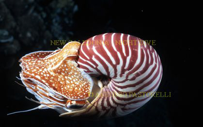 Nautilus pompilius.
Taken at LIFOU island, New Caledonia... by Antonio Pastorelli 