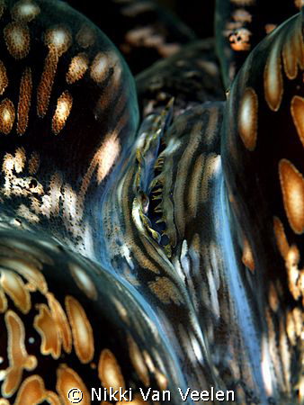 Giant clam taken at Nabq Park with E300 and 105mm lens. by Nikki Van Veelen 