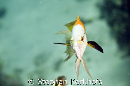 slingjaw wrasse (epibulus insidiator) taken at Shark reef... by Stephan Kerkhofs 