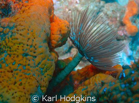 Flowers of the deep by Karl Hodgkins 