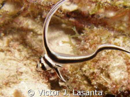  baby spotted drum at breakdown reef dive site in parguer... by Victor J. Lasanta 