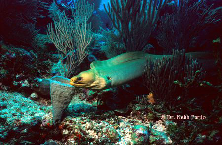 Roatan Moray by Keith Partlo 