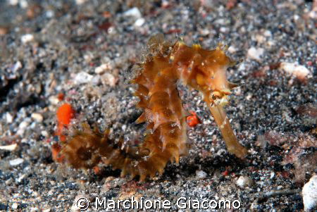 Sea horse:Nikon D200, 60 macro , two strobo
Lembeh strai... by Marchione Giacomo 