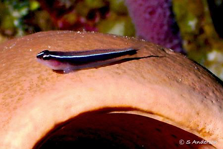 Diving in Roatan always offers the chance for a small but... by Steven Anderson 