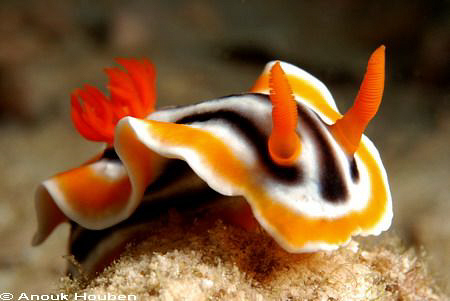 Chromodoris magnifica. Malapascua. by Anouk Houben 