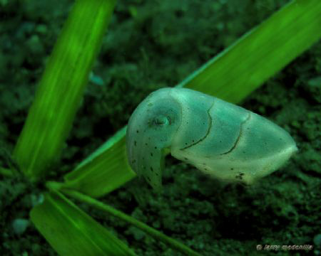 He was really cute! A baby cuttlefish trying to hide besi... by Larry Medenilla 