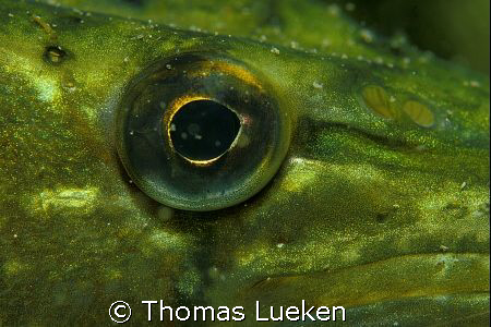 Pike's eye by Thomas Lueken 