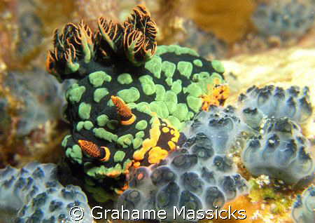 Lunch time!!  Found off Tioman Island, Malaysia.  Shot on... by Grahame Massicks 