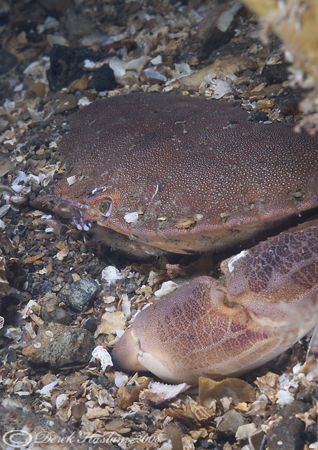 Edible crab, digging in. Menai straits. D200, 60mm. by Derek Haslam 
