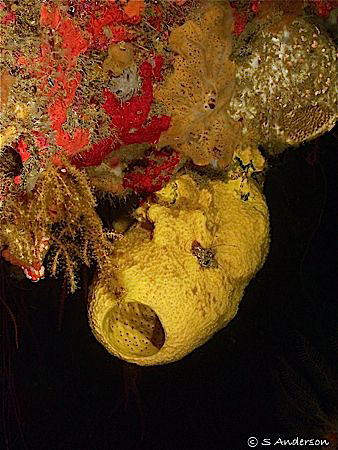 Although the photo is boring the color is beautiful. This... by Steven Anderson 