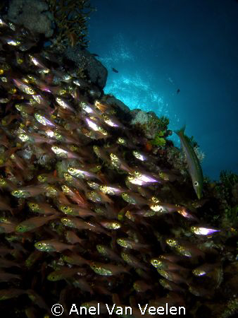 Glassfish and juvenile barracuda taken at Marsa bareika w... by Anel Van Veelen 