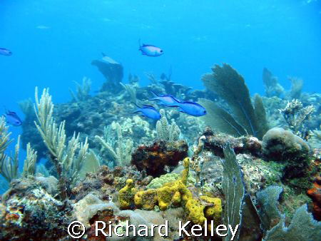 I took this with a cannon A40 in a underwater case with c... by Richard Kelley 