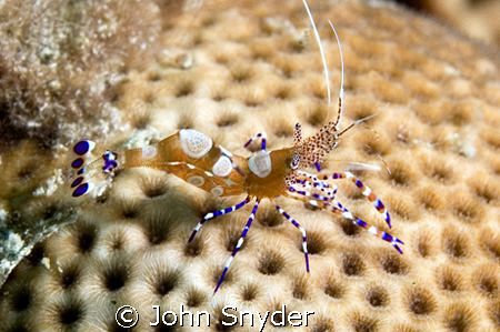 Nikon D70 60mm Macro by John Snyder 