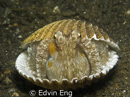 Home Sweet Home! Taken in Lembeh with Ganon G9. by Edvin Eng 