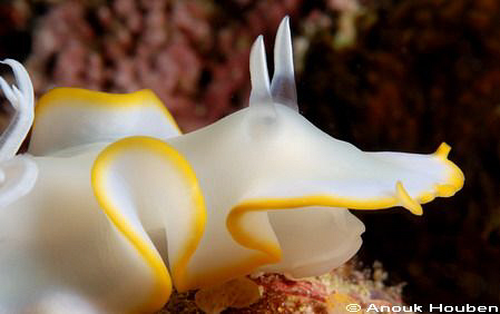 Ardeadoris egretta. Moalboal. by Anouk Houben 