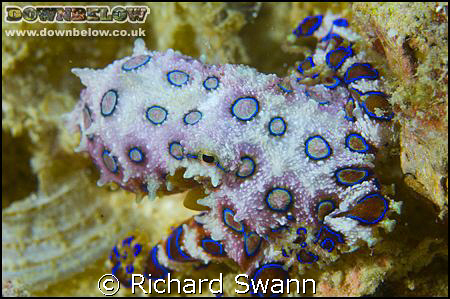 Don't mess with the Blue Ring !! Nikon D2x 105mm lens F29... by Richard Swann 