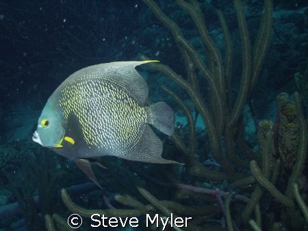 This French Angel was giving me the eye on a dark evening... by Steve Myler 