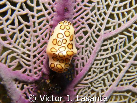 nice flamingo tongue at super bowl dive site in parguera ... by Victor J. Lasanta 