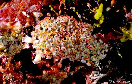 This image is some species of a Nudibranchia or Sea Slug.... by Steven Anderson 