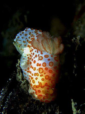 Nudi by Paul Ng 