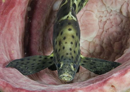 Barramundi cod sheltering  in sponge.
Lembeh Straits.
6... by Mark Thomas 