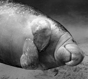 Hug anyone? Taken with Canon Rebel 300, Ikelite Housing, ... by Blair Hughes 