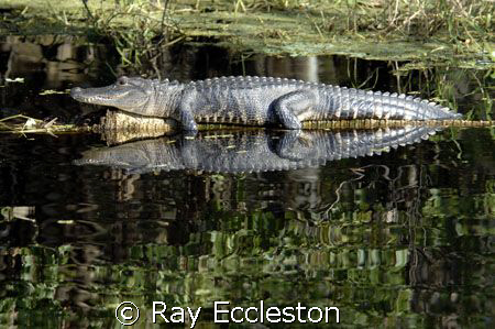 Reflections,Camera Nikon D2xs by Ray Eccleston 