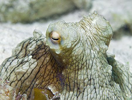 This little octopus on Bonaire was about the size of my h... by Jim Chambers 