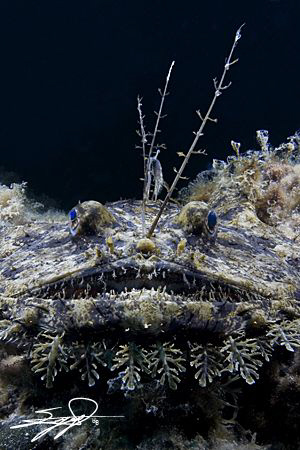 Lophius Piscatorius. Canon 5D, Canon 17-40mm, Two S&S 250... by Nicholas Samaras 