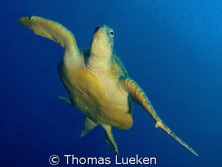 just before swimming in my camera at Sipadan by Thomas Lueken 