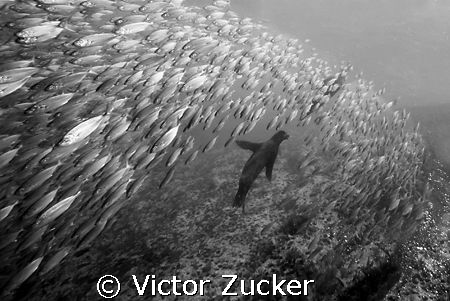 hunting seal in sea of cortez by Victor Zucker 