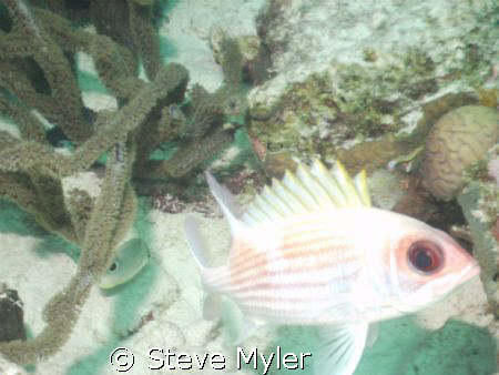 I really like the Squirrelfish but mywife says that his e... by Steve Myler 