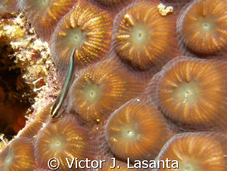 baby goby in a star coral in the engine dive site in parg... by Victor J. Lasanta 