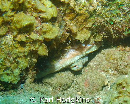 Keeping an eye out by Karl Hodgkins 
