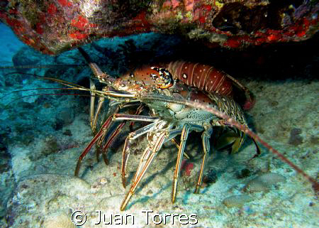 Two huge lobsters at Sail Rock, St. Thomas by Juan Torres 