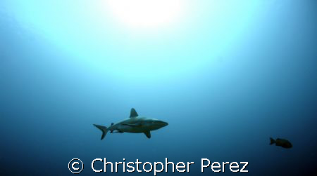 Blue Fear by Christopher Perez 