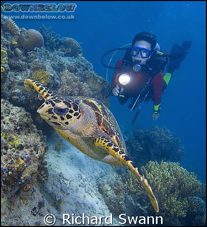 Hawksbill Turtle, Sabah Borneo, D2x 12-24 lens F8 1/200th by Richard Swann 