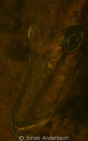 a pike shows himself from he´s best side. by Jonas Andersson 