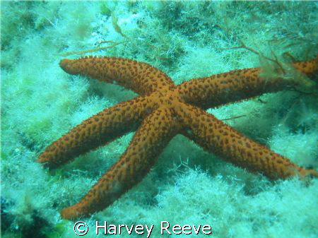 STARFISH by Harvey Reeve 