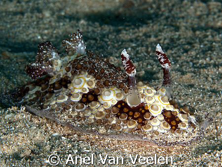 Fragile discodorid taken at Marsa Bareika, Ras Mohamed. by Anel Van Veelen 