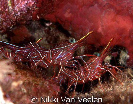 Durban dancing shrimp taken at Nabq Park with E300. by Nikki Van Veelen 