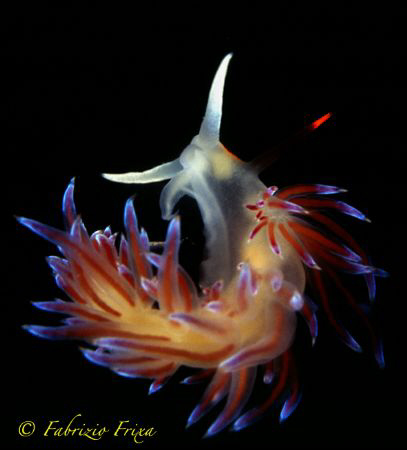 An example of elegance and fragility. 
The nudibranchia ... by Fabrizio Frixa 