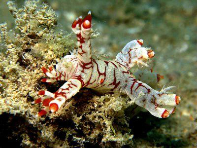 Nudi by Paul Ng 