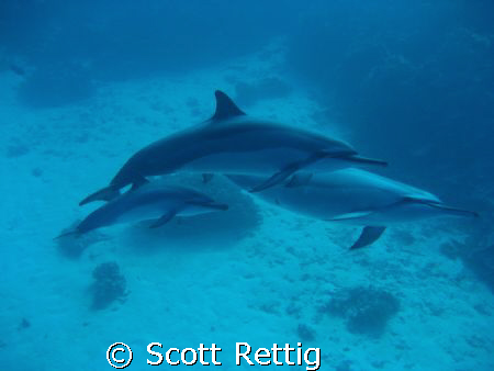The Fam !  Mom, Dad, and the Little One off  Big Island o... by Scott Rettig 