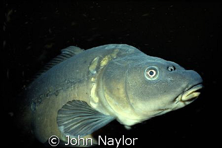 mirror carp. by John Naylor 