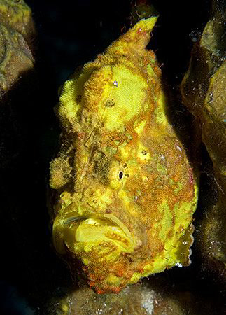 From Bonaire - my first frogfish! by Jim Chambers 